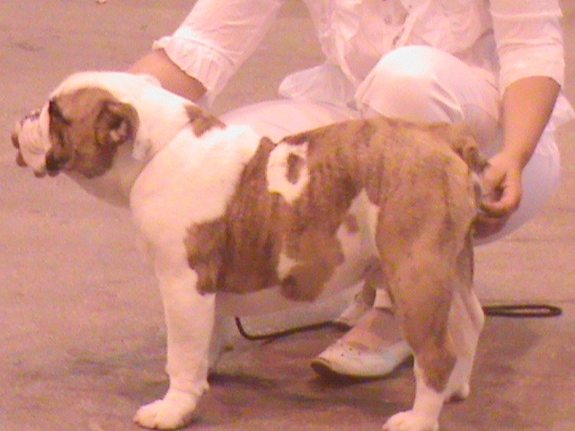 Enzo du domaine des calins - TRES PROMETTEUR CLASSE PUPPY