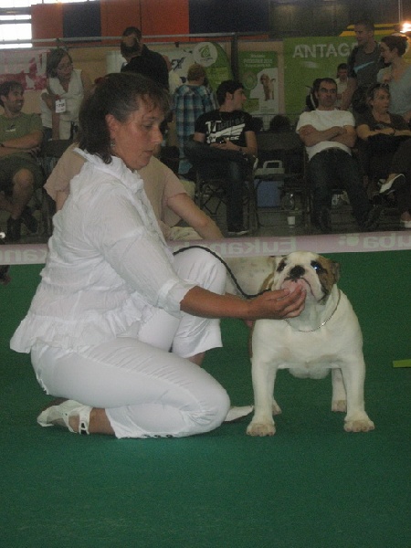 Enzo du domaine des calins - TRES PROMETTEUR CLASSE PUPPY