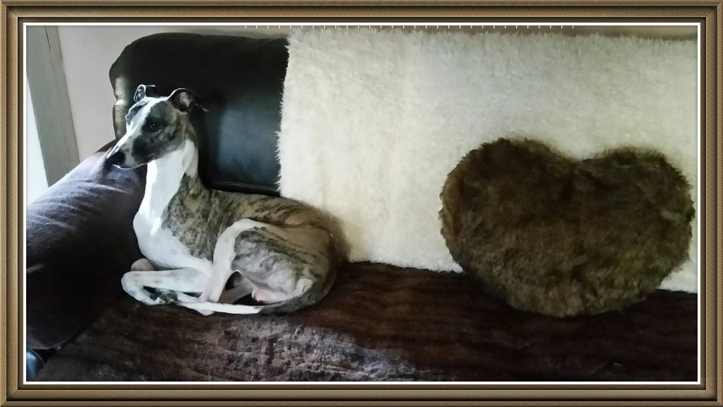 Publication : du chevalaume