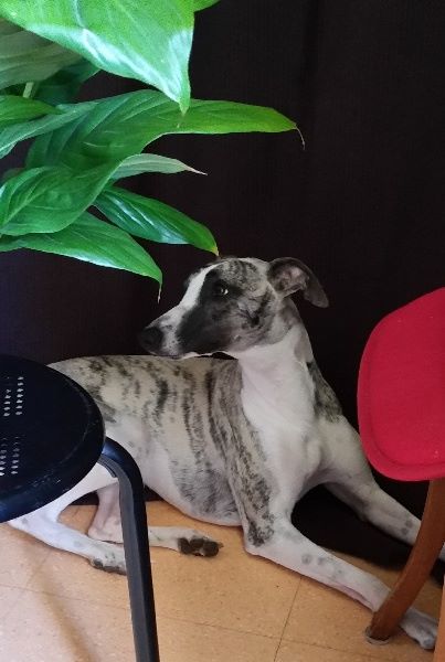 Publication : du chevalaume