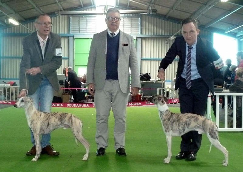 I am gentleman du chevalaume - 2e excellent - RCACS - RCACIB