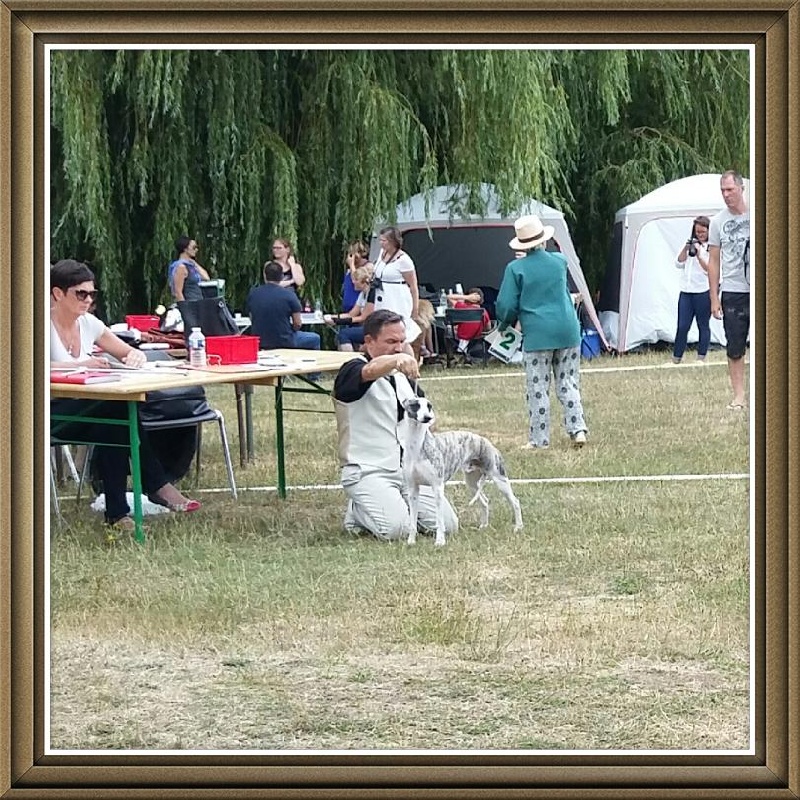 I am gentleman du chevalaume - 1er excellent, CACS