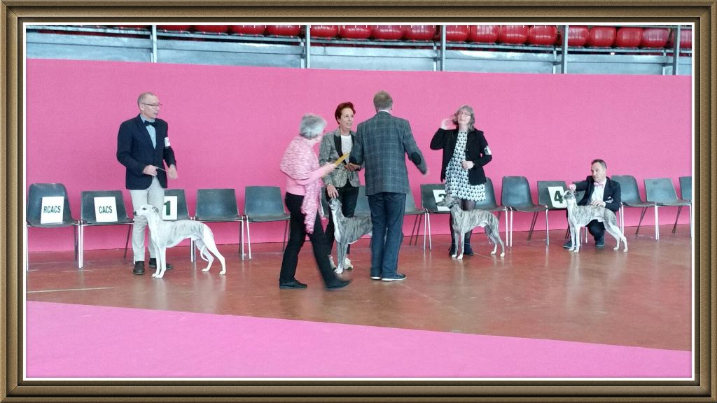 I am gentleman du chevalaume - 4e excellent