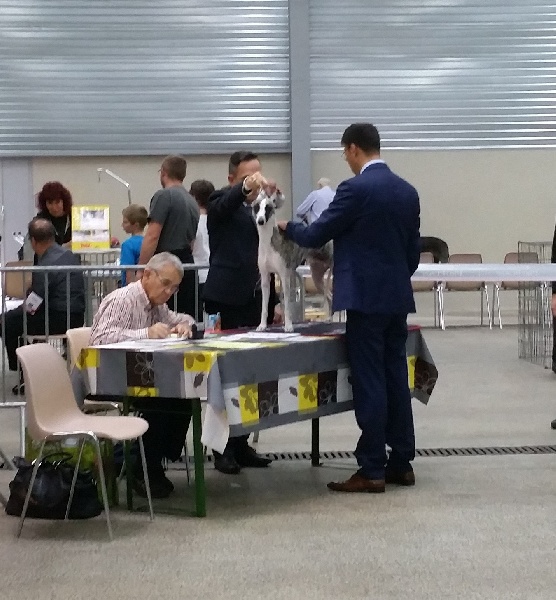 I am gentleman du chevalaume - 1er excellent