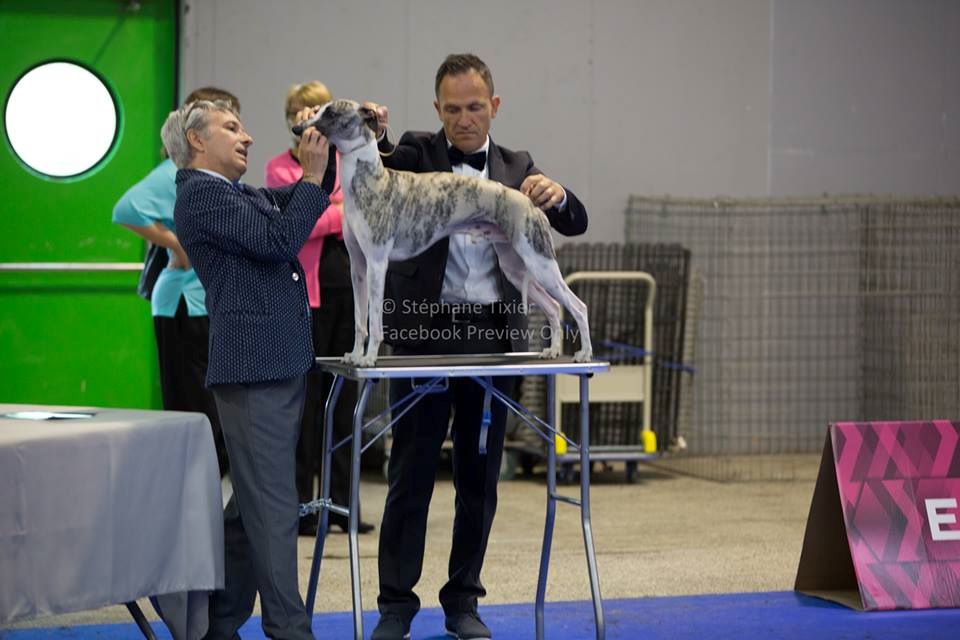 I am gentleman du chevalaume - Excellent