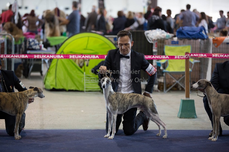 I am gentleman du chevalaume - Excellent