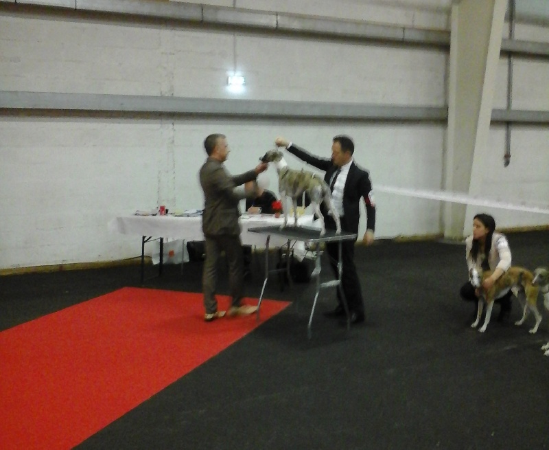 I am gentleman du chevalaume - Excellent