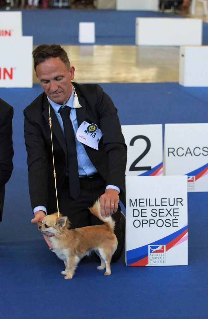 No one above me de l'île aux genêts - C.A.C.S. - C.A.C.I.B. - Meilleur de sexe opposé - Latin Winner 2019