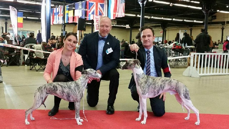 I am gentleman du chevalaume - CACS - CACIB - Meilleur de race de sexe opposé