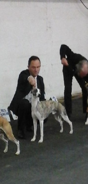 I am gentleman du chevalaume - 1er Excellent - RCACS