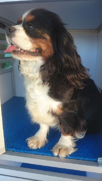 I.thaïs du Clos de Gastofer - Confirmée, T.A.N (10/10) dépistée tares cardiaque et oculaire (indemne)