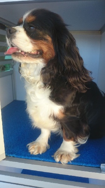 I.thaïs du Clos de Gastofer - 1ère excellente,