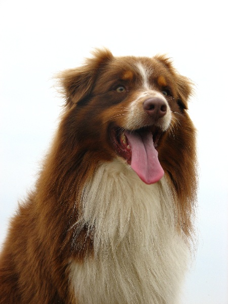 Publication : Amber Oaks