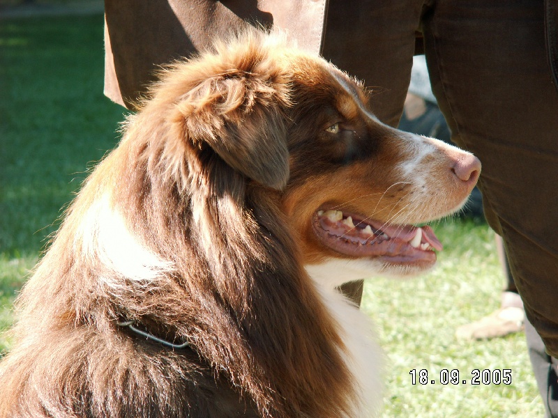 Publication : Amber Oaks