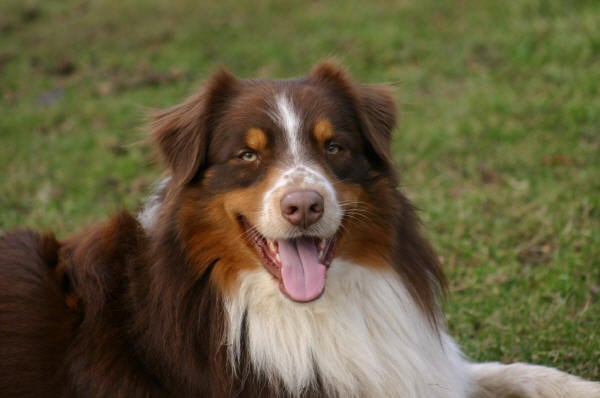 Publication : Amber Oaks