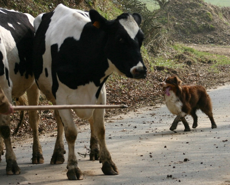 Publication : Amber Oaks