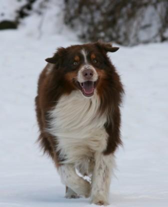 Publication : Amber Oaks