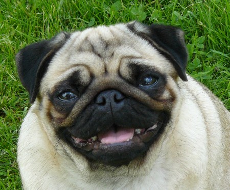 Publication : Dreamlander