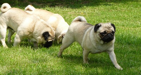 Publication : Dreamlander