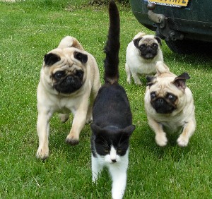 Publication : Dreamlander Auteur : www.dreamlander.fr