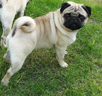 Publication : Dreamlander Auteur : www.dreamlander.fr