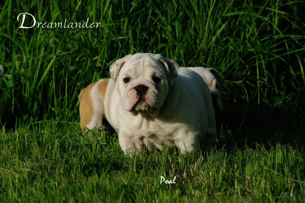 PAOL - Bulldog Anglais