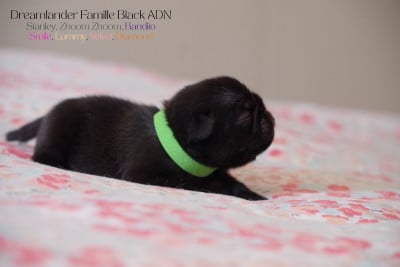 Les chiots de Carlin
