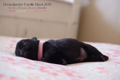Les chiots de Carlin