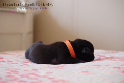 Les chiots de Carlin