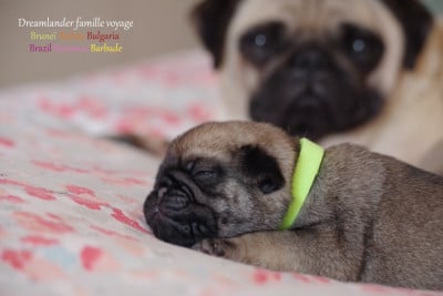 Les chiots de Carlin
