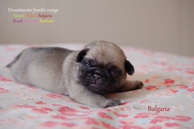 Les chiots de Carlin