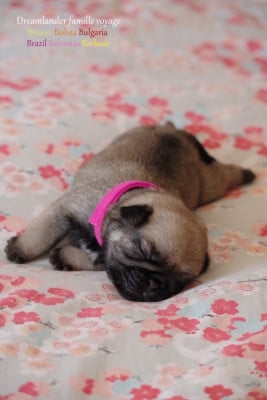 Les chiots de Carlin