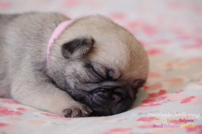 Les chiots de Carlin