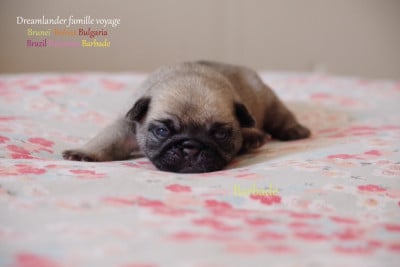 Les chiots de Carlin