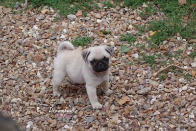 Les chiots de Carlin