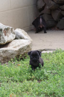 Les chiots de Carlin