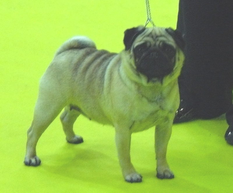 eastonite Desert rose - CACS et CACIB