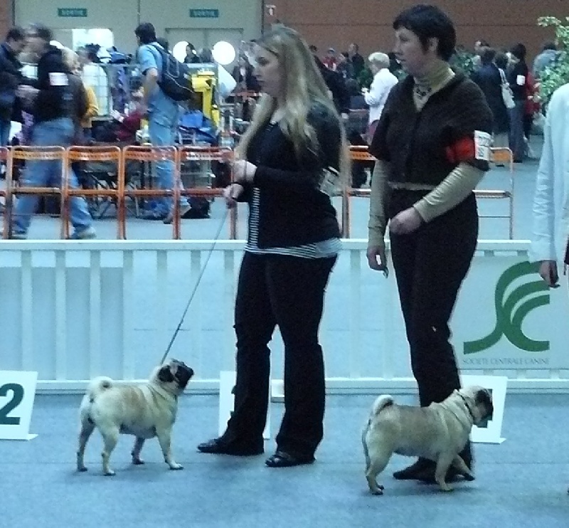 eastonite Desert rose - excellent