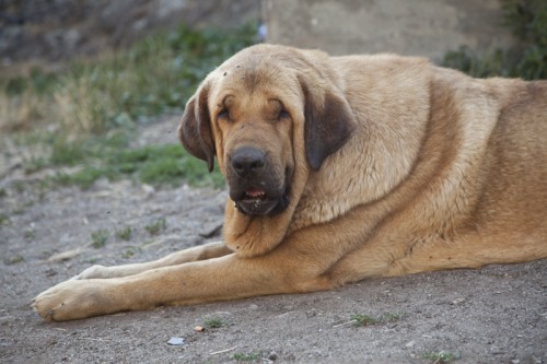 Publication : de la bande à Gro Auteur : Luisma Fernandez Fernandez