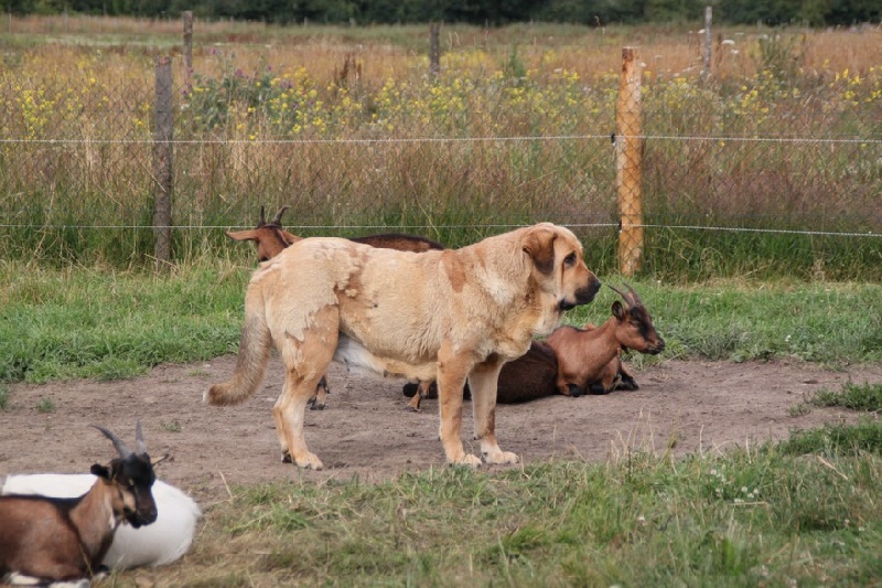 Publication : de la bande à Gro Auteur : CQuemener