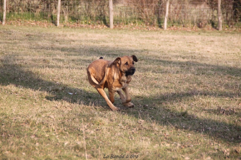 Publication : de la bande à Gro Auteur : CQuemener