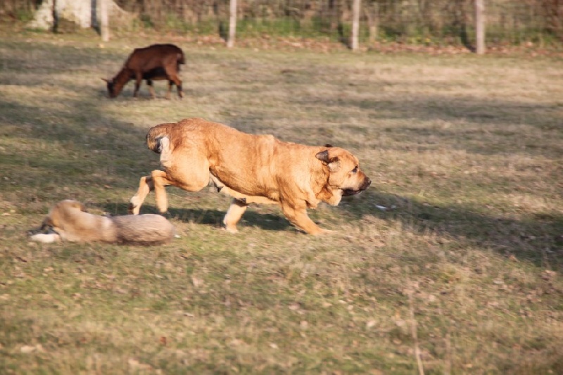 Publication : de la bande à Gro Auteur : CQuemener