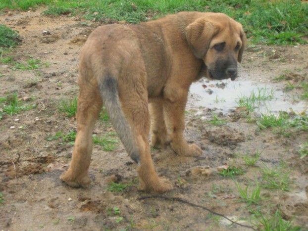 Publication : de la bande à Gro Auteur : CQuemener