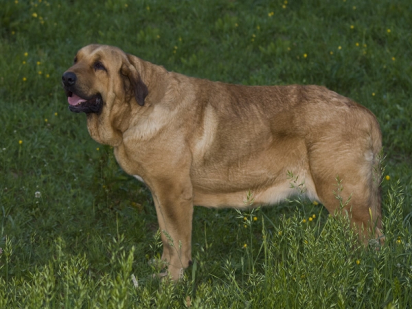 Publication : de la bande à Gro Auteur : Luisma Fernandez Fernandez