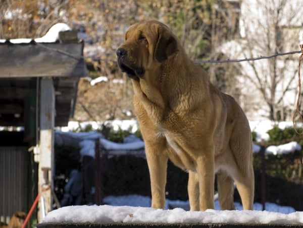 Publication : de la bande à Gro Auteur : Luisma Fernandez Fernandez