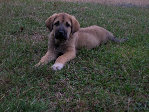 Publication : de la bande à Gro Auteur : CQuemener
