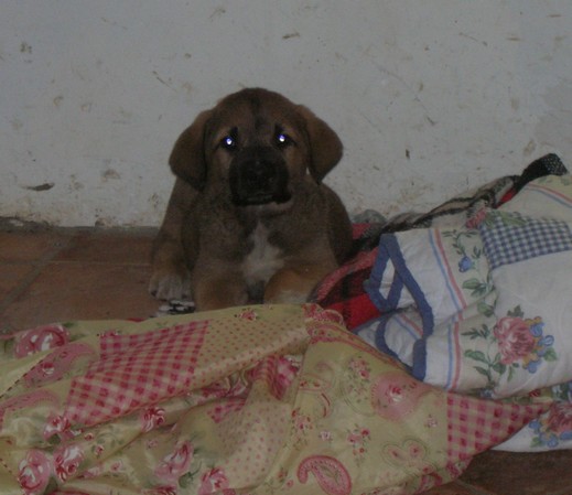 Publication : de la bande à Gro Auteur : CQuemener