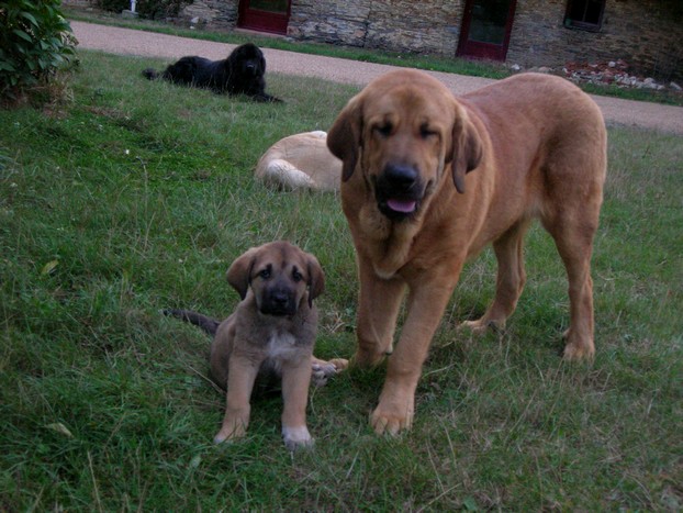 Publication : de la bande à Gro Auteur : CQuemener