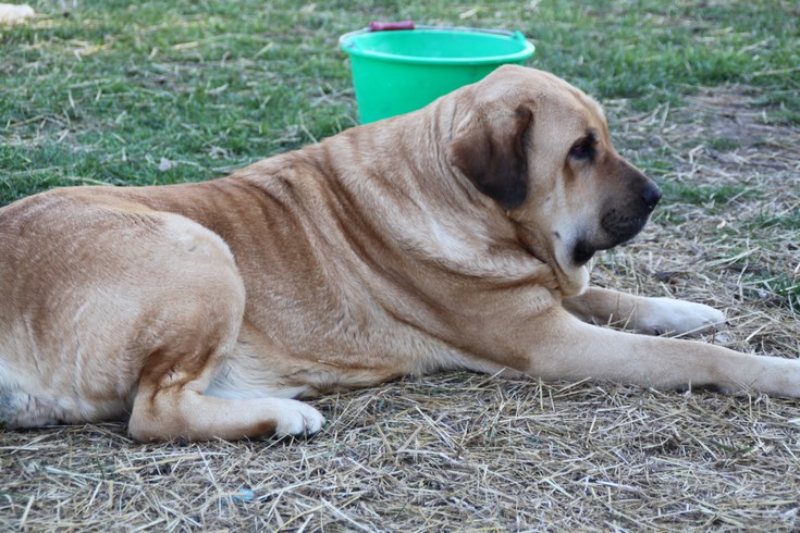 Publication : de la bande à Gro Auteur : CQuemener