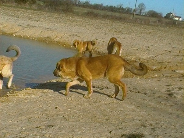 Publication : de la bande à Gro Auteur : CQuemener